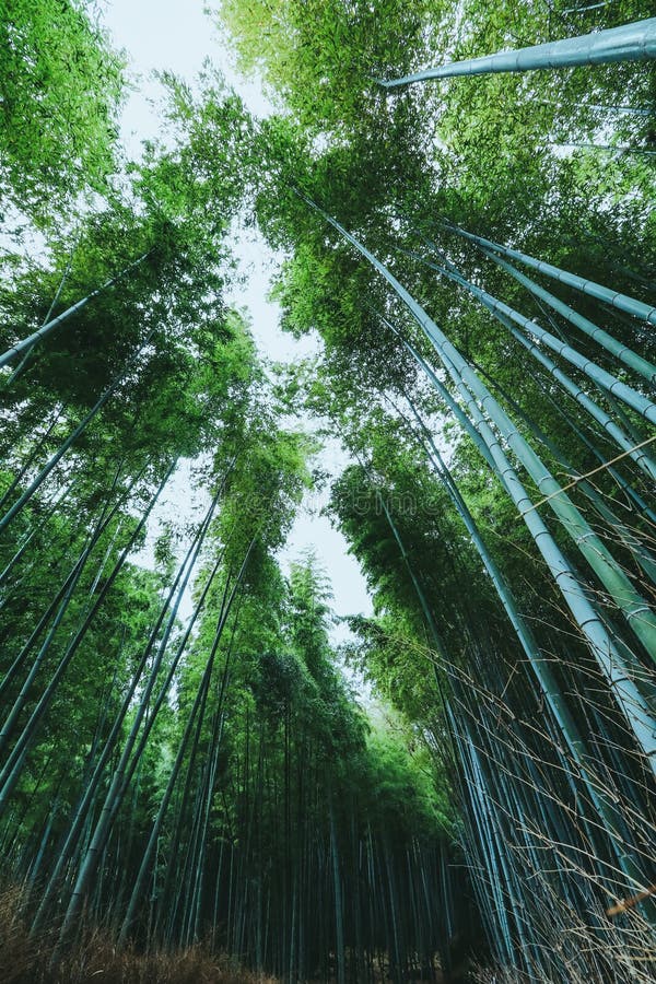 Arashiyama的 京都 日本美丽的竹森林库存图片 图片包括有目的地 庭院 地标 人员
