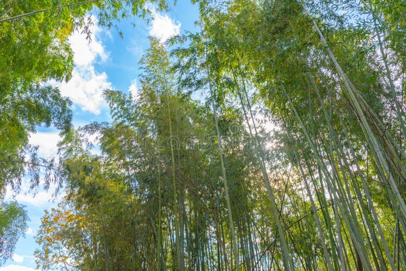 Arashiyama Bamboo Grove Zen garden, a natural forest of bamboo in Arashiyama, Kyoto royalty free stock image Arashiyama Bamboo Grove Zen garden, a natural forest of bamboo in Arashiyama, Kyoto royalty free stock image