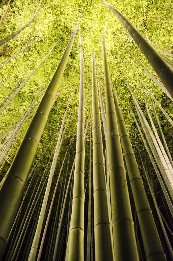 Arashiyama Bamboo Park during Illumination Season Stock Image - Image ...