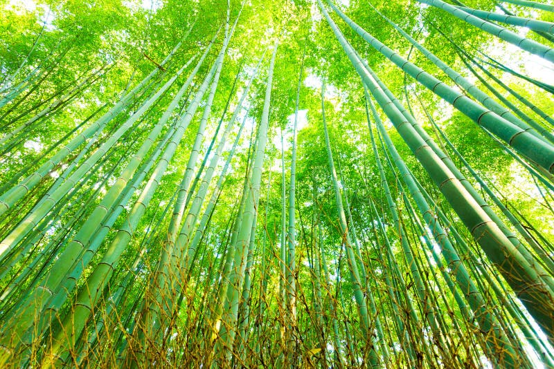 Arashiyama Bambusowego gaju Lasowy Promieniowy Przyglądający Up fotografia stock Arashiyama Bambusowego gaju Lasowy Promieniowy Przyglądający Up fotografia stock