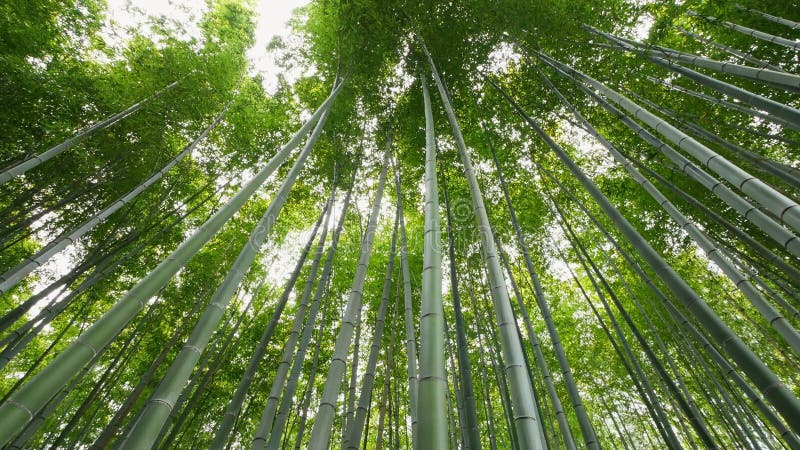 Arashiyama kyoto japão da floresta de bambu