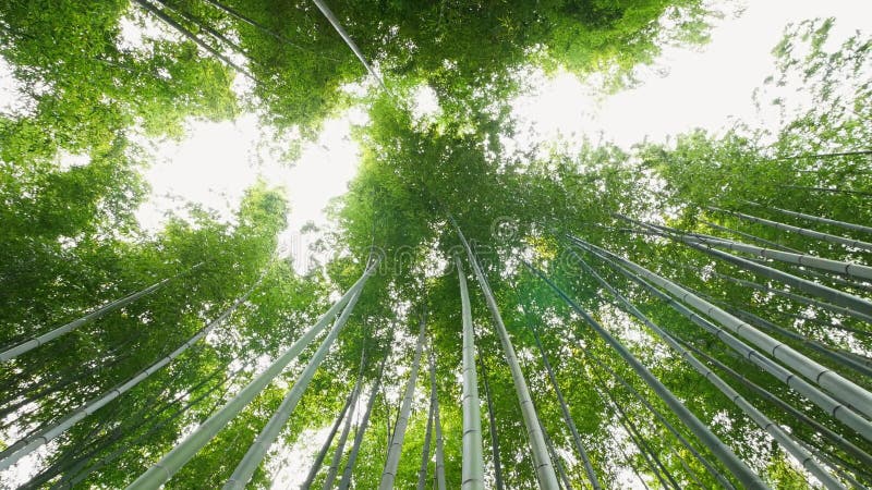 Arashiyama kyoto japão da floresta de bambu