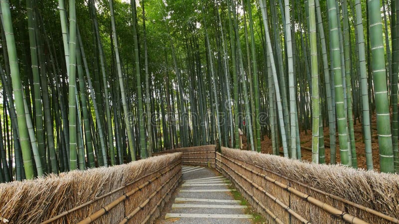 Arashiyama kyoto japão da floresta de bambu