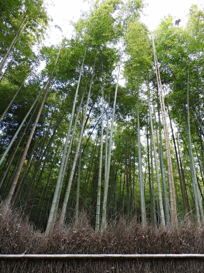 Arashiyama-Sagano bambuskog, Kyoto, Japan arkivfoto Arashiyama-Sagano bambuskog, Kyoto, Japan arkivfoto