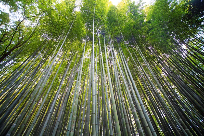 Arashiyama竹森林足迹