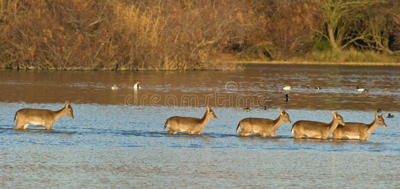 Aratura Deers che attraversa la laguna al tramonto immagine stock libera da diritti Aratura Deers che attraversa la laguna al tramonto immagine stock libera da diritti
