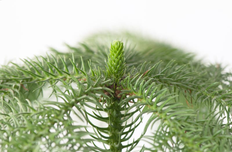 46 Capital Araucaria Royalty-Free Images, Stock Photos & Pictures
