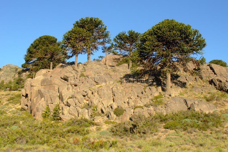 Araucaria araucana