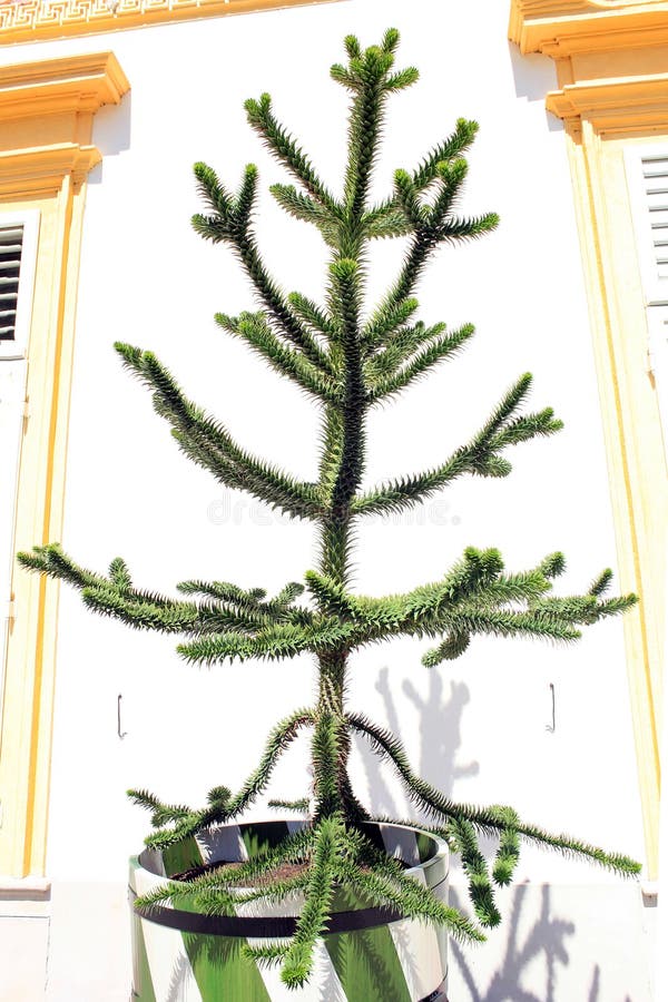Araucaria araucana crește în cadă royalty free stock images