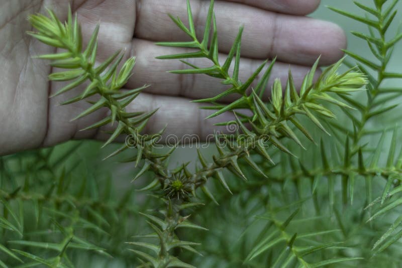 File:Araucaria cunninghamii Mudie (AM AK325715-2).jpg - Wikimedia Commons