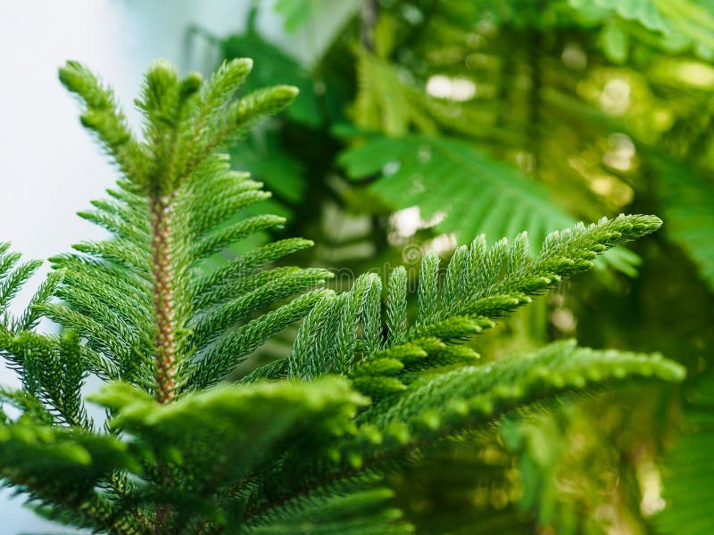 Araucaria imbricata hi-res stock photography and images - Alamy