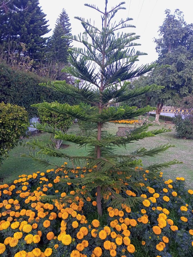 46 Capital Araucaria Royalty-Free Images, Stock Photos & Pictures