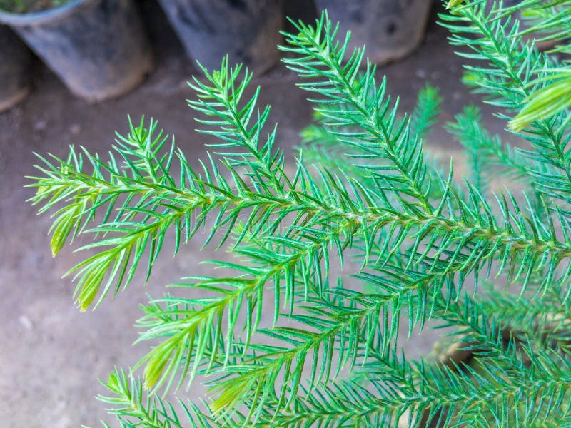 46 Capital Araucaria Royalty-Free Images, Stock Photos & Pictures