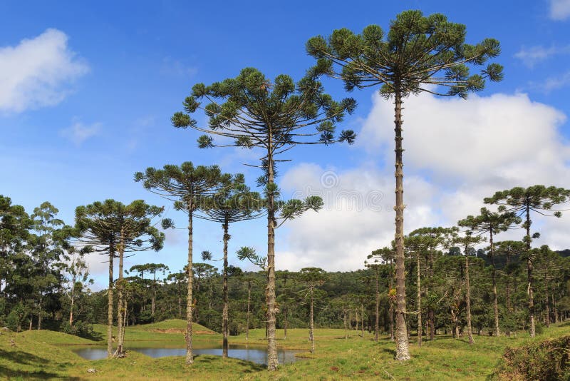 Araucariaangustifolia (brasilianen sörjer), Brasilien royaltyfri foto Araucariaangustifolia (brasilianen sörjer), Brasilien royaltyfri foto