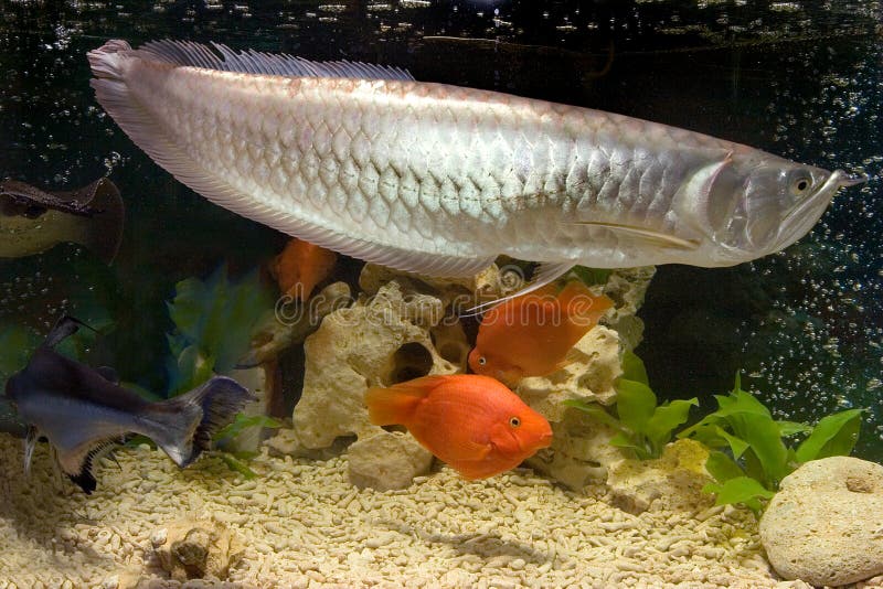 Aravana and goldfish stock image. Image of bottom, world - 137661585