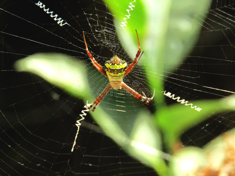 Araña asustadiza imagen de archivo Araña asustadiza imagen de archivo
