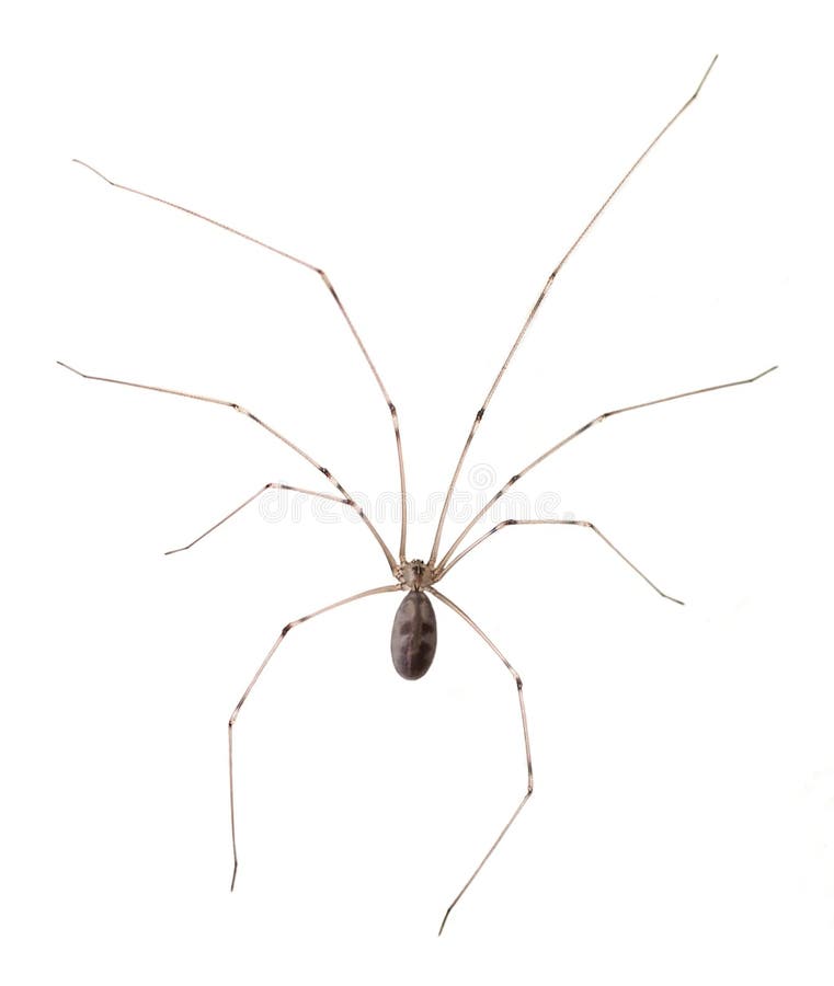 Araña corpórea larga del sótano aislada fotos de archivo Araña corpórea larga del sótano aislada fotos de archivo