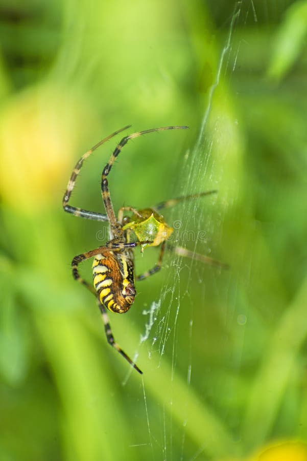 Araña de la avispa, bruennichi del Argiope imagen de archivo libre de regalías Araña de la avispa, bruennichi del Argiope imagen de archivo libre de regalías