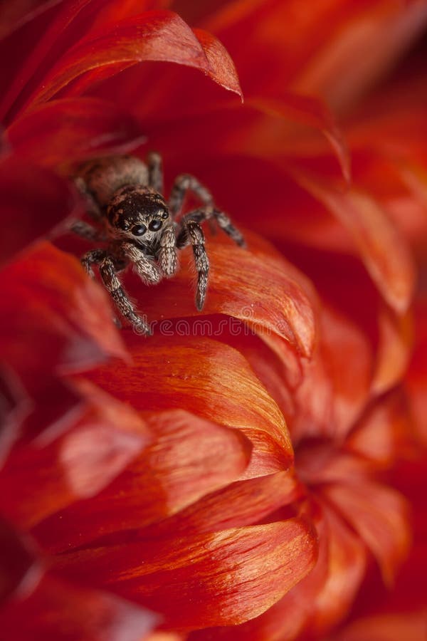 Araña de salto en la flor seca roja fotos de archivo libres de regalías Araña de salto en la flor seca roja fotos de archivo libres de regalías