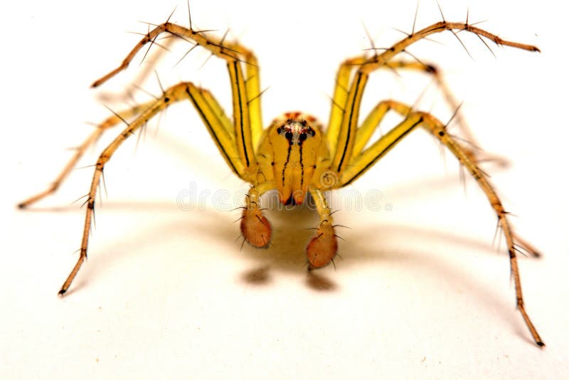 Araña de salto Un cierre para arriba de una araña de salto foto de archivo libre de regalías Araña de salto Un cierre para arriba de una araña de salto foto de archivo libre de regalías