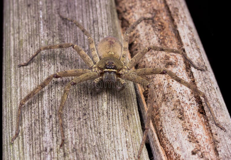 Araña del Huntsman fotos de archivo Araña del Huntsman fotos de archivo