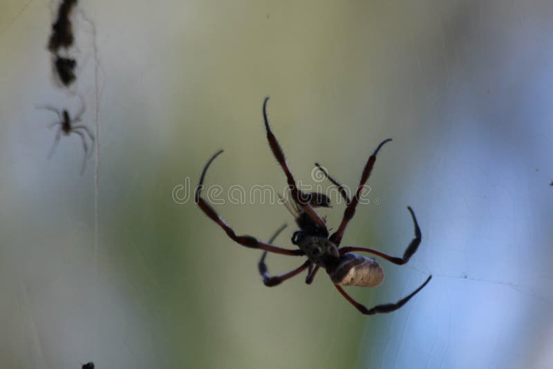 Araña del orbe fotografía de archivo Araña del orbe fotografía de archivo