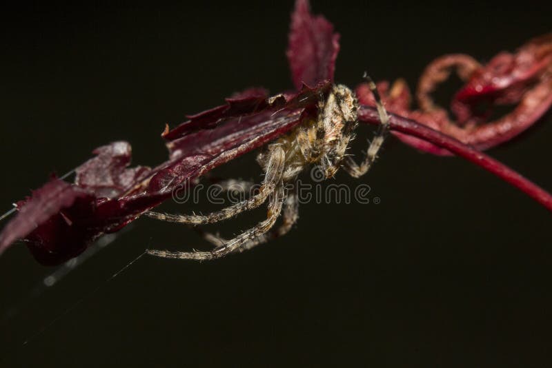 Araña en la hoja imágenes de archivo libres de regalías Araña en la hoja imágenes de archivo libres de regalías