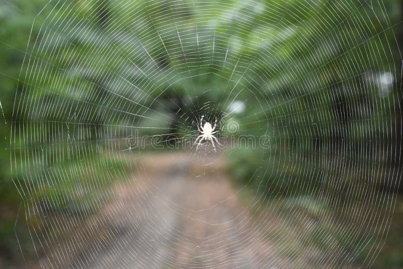 Araña en la pantalla imagen de archivo libre de regalías Araña en la pantalla imagen de archivo libre de regalías