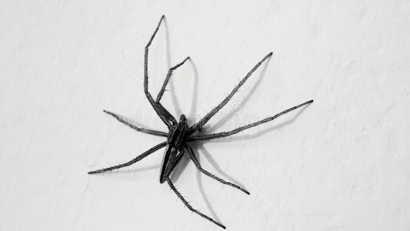 Araña grande del peligro en la pared foto de archivo Araña grande del peligro en la pared foto de archivo
