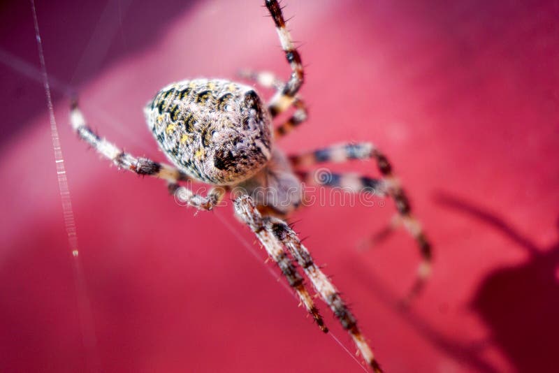 Araña macra en el backgroung de Borgoña de la web fotografía de archivo libre de regalías Araña macra en el backgroung de Borgoña de la web fotografía de archivo libre de regalías