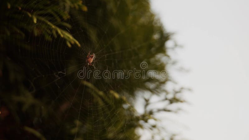 Araña se sienta en la tela el viento sopla entonces el hombre golpea el dedo araña el insecto cae