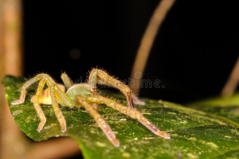 Araña verde fresca de la selva tropical de la selva imágenes de archivo libres de regalías