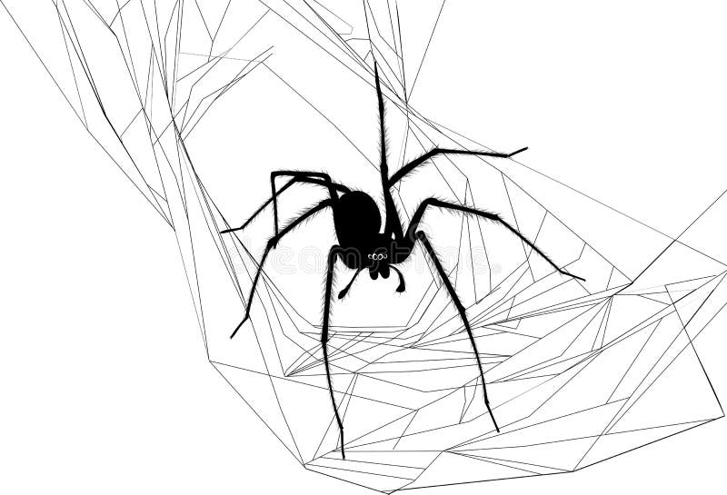 Araña y Web de araña