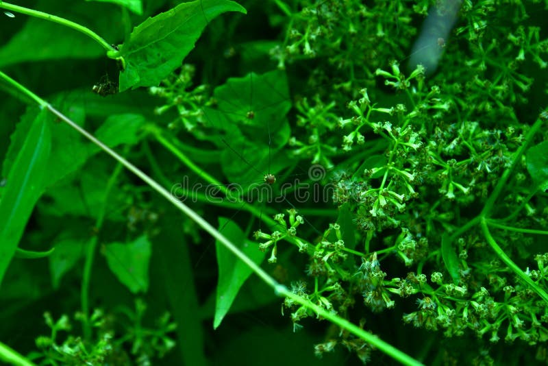 Arañas forestales en hojas verdes con pequeñas flores arbóreas Fondo natural fotografía de archivo Arañas forestales en hojas verdes con pequeñas flores arbóreas Fondo natural fotografía de archivo