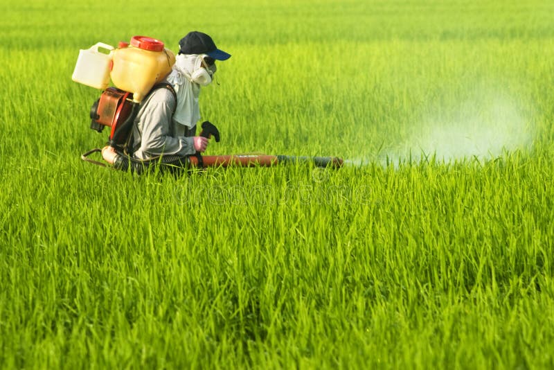 Werker op het rijstveld royalty-vrije stock foto