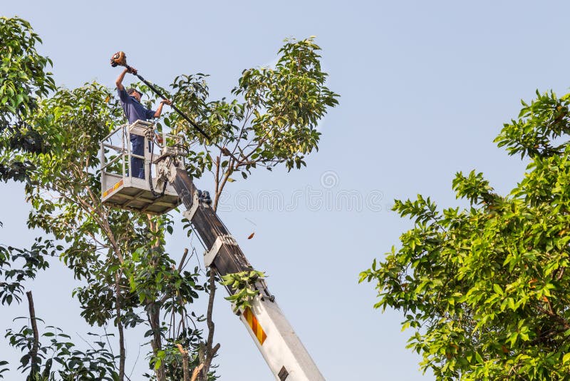 Arbeider op takken van de kraan de scherpe boom met een kettingzaag