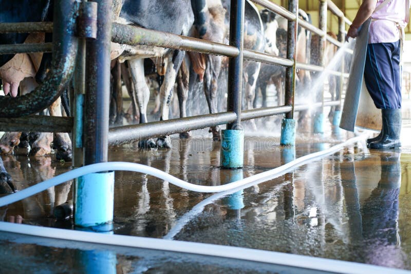 Arbeiders schoonmakende vloer en koeiestal in melkveehouderij royalty-vrije stock afbeeldingen Arbeiders schoonmakende vloer en koeiestal in melkveehouderij royalty-vrije stock afbeeldingen