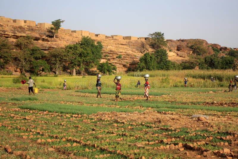 African women works in the fields. African women works in the fields