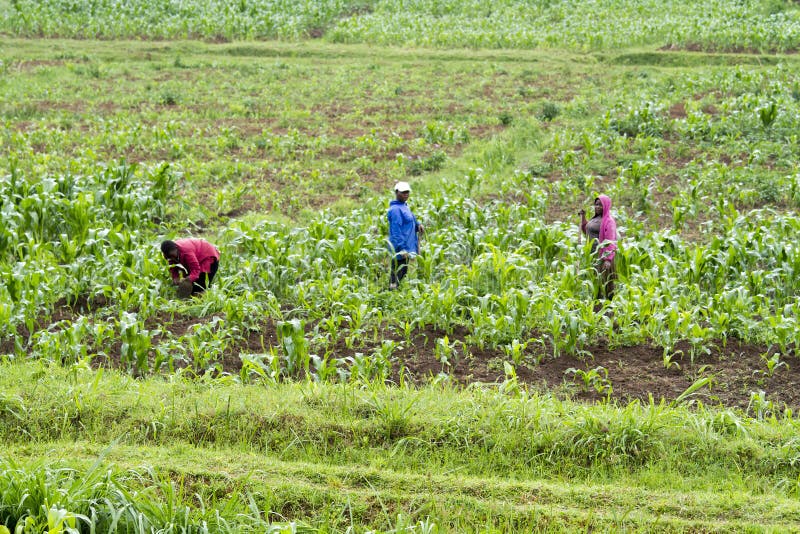 KINIHIRA, RWANDA- NOVEMBER 4: People working in a plantation on November 9, 2013. KINIHIRA, RWANDA- NOVEMBER 4: People working in a plantation on November 9, 2013.