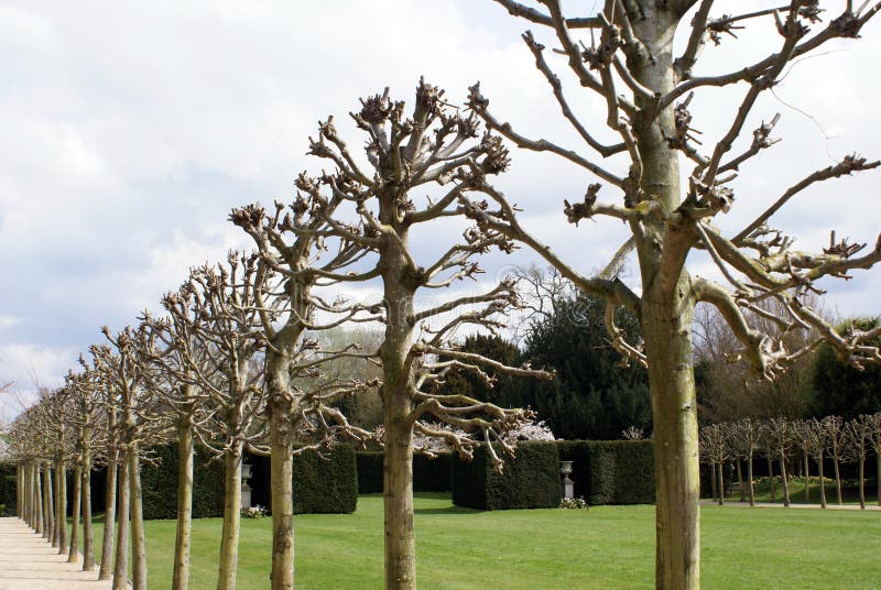 Arbeiten Sie Mit Einer Allee Von Den Platanen Im Garten