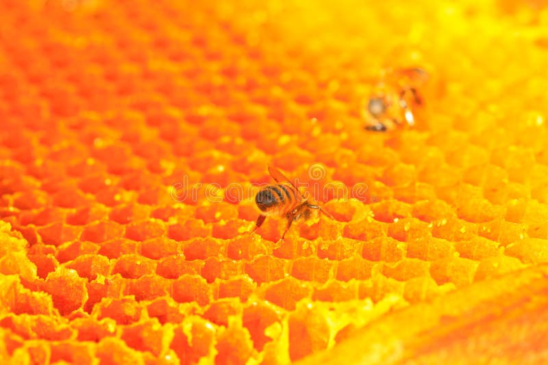 Bienen und Bienenwabe