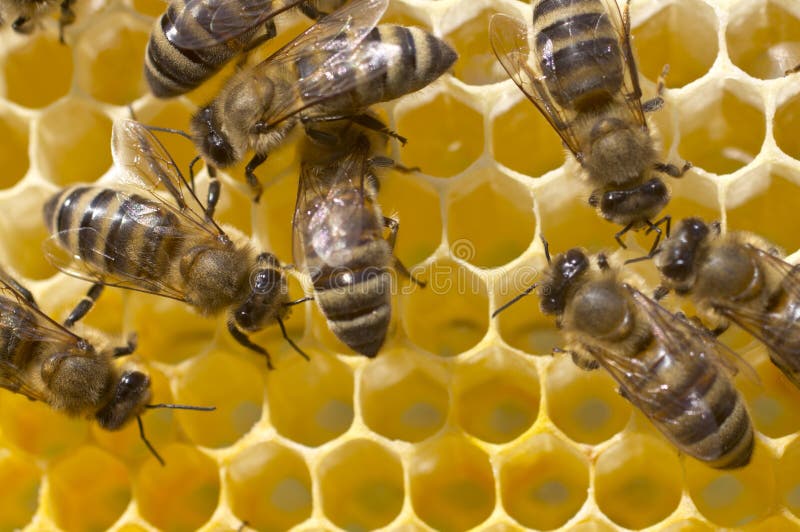 Arbeitsbienen Im Bienenstock Stockbild - Bild von biene, makro: 46522535