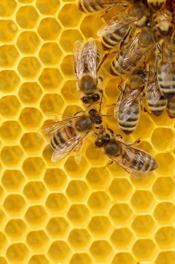 Arbeitskraft-Bienen auf Bienenwabe