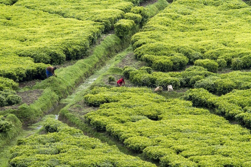 KINIHIRA, RWANDA- workers at a tea plantation. Tea is export item of Rwanda. KINIHIRA, RWANDA- workers at a tea plantation. Tea is export item of Rwanda