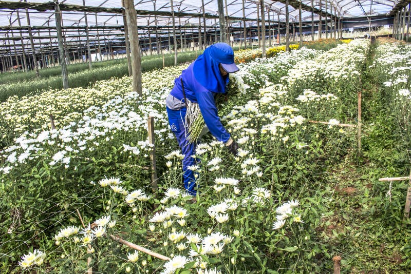 Arbeitskräfte ernten gérberas Blumen in einem Gewächshaus lizenzfreies stockbild Arbeitskräfte ernten gérberas Blumen in einem Gewächshaus lizenzfreies stockbild