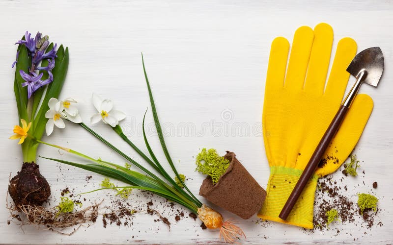 Arbeta i trädgården begrepp med vårblommor och trädgårdhjälpmedel royaltyfri fotografi Arbeta i trädgården begrepp med vårblommor och trädgårdhjälpmedel royaltyfri fotografi