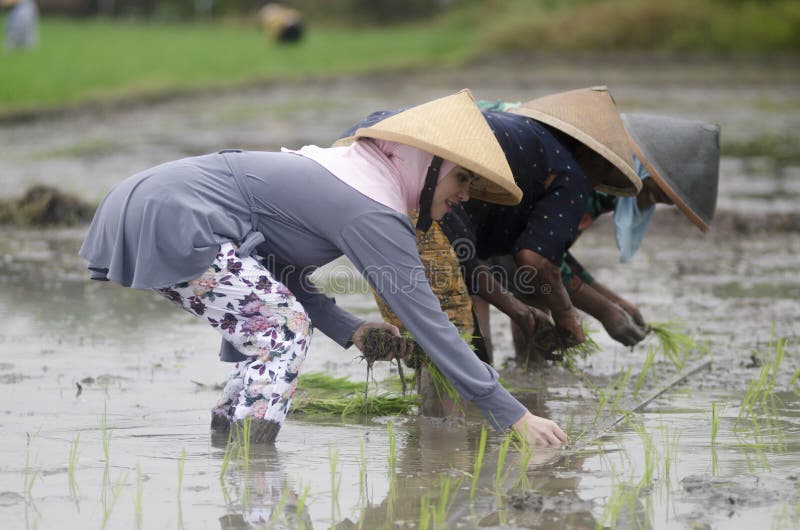 ARBETARE FÖR FÄLT FÖR ARBETE FÖR INDONESIEN KVINNAJORDBRUK fotografering för bildbyråer ARBETARE FÖR FÄLT FÖR ARBETE FÖR INDONESIEN KVINNAJORDBRUK fotografering för bildbyråer