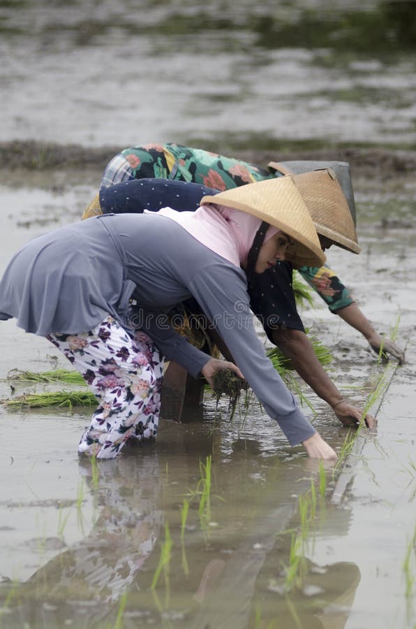ARBETARE FÖR FÄLT FÖR ARBETE FÖR INDONESIEN KVINNAJORDBRUK arkivbild ARBETARE FÖR FÄLT FÖR ARBETE FÖR INDONESIEN KVINNAJORDBRUK arkivbild