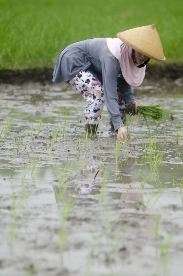 ARBETARE FÖR FÄLT FÖR ARBETE FÖR INDONESIEN KVINNAJORDBRUK royaltyfri bild ARBETARE FÖR FÄLT FÖR ARBETE FÖR INDONESIEN KVINNAJORDBRUK royaltyfri bild