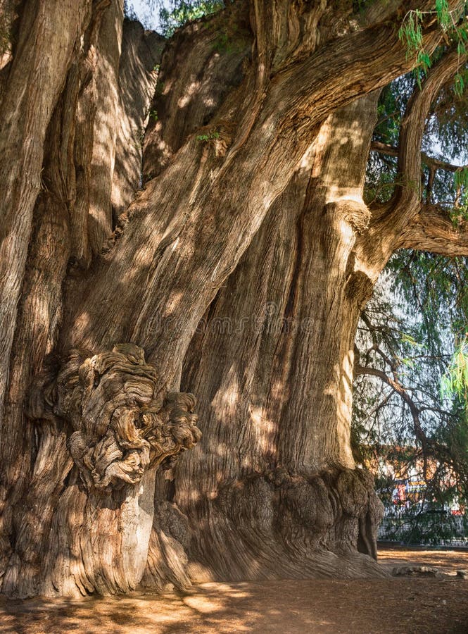 Arbol del Tule, arbre de cyprès de Montezuma dans Tule Oaxaca, Mexique